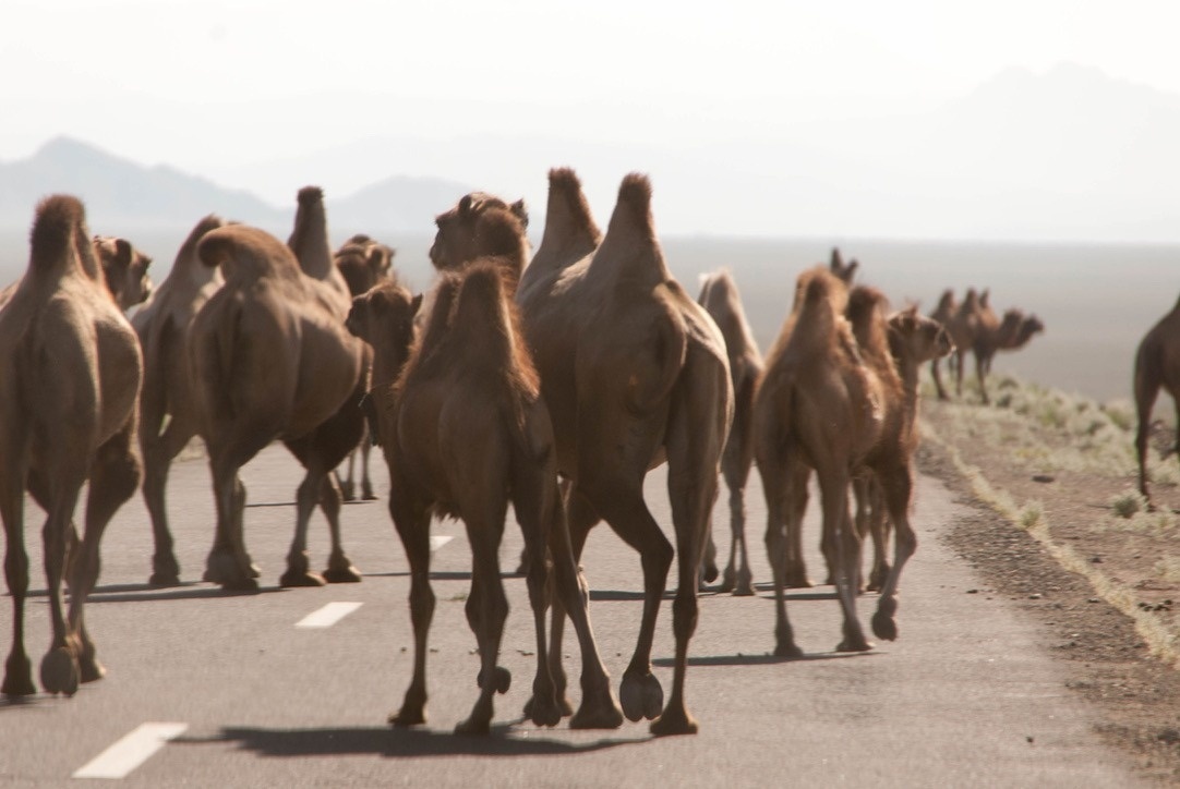 Bactrian camels walking away down new asphalt through pale steppe.